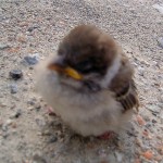 Sad sparrow Sad sparrow