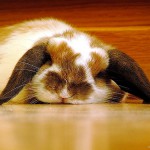 tired tired