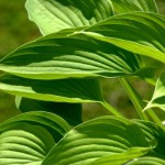 12_48_53---Hosta_web