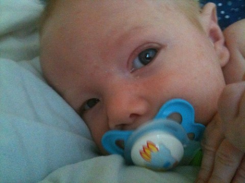 bebis