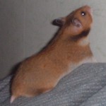 Ängshöjdens Annie