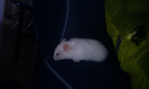 Anton i soffan