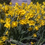 Fina blommor jag hittade...