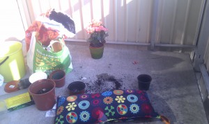 blomma